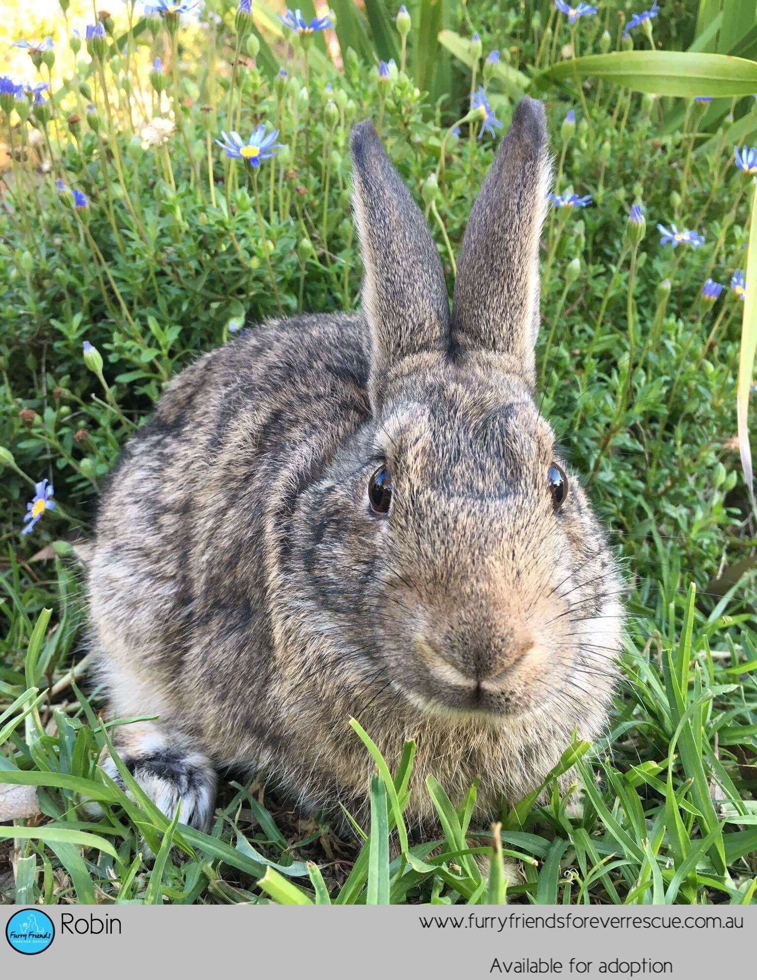 Robin *•Adopt me•* - Male Dwarf Rabbit in NSW - PetRescue