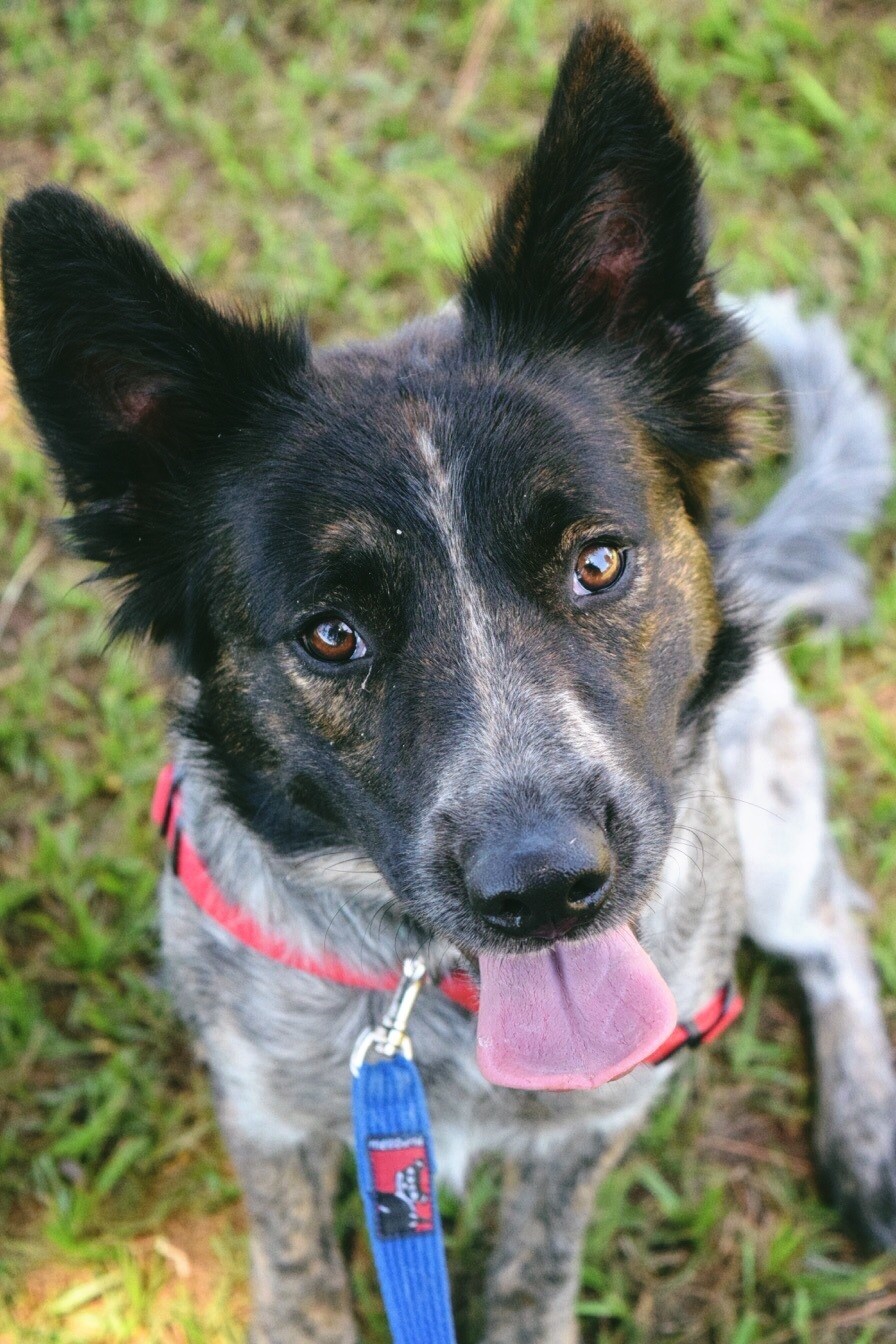 Spot Medium Female Australian Cattle Dog x Border Collie Mix Dog in QLD PetRescue