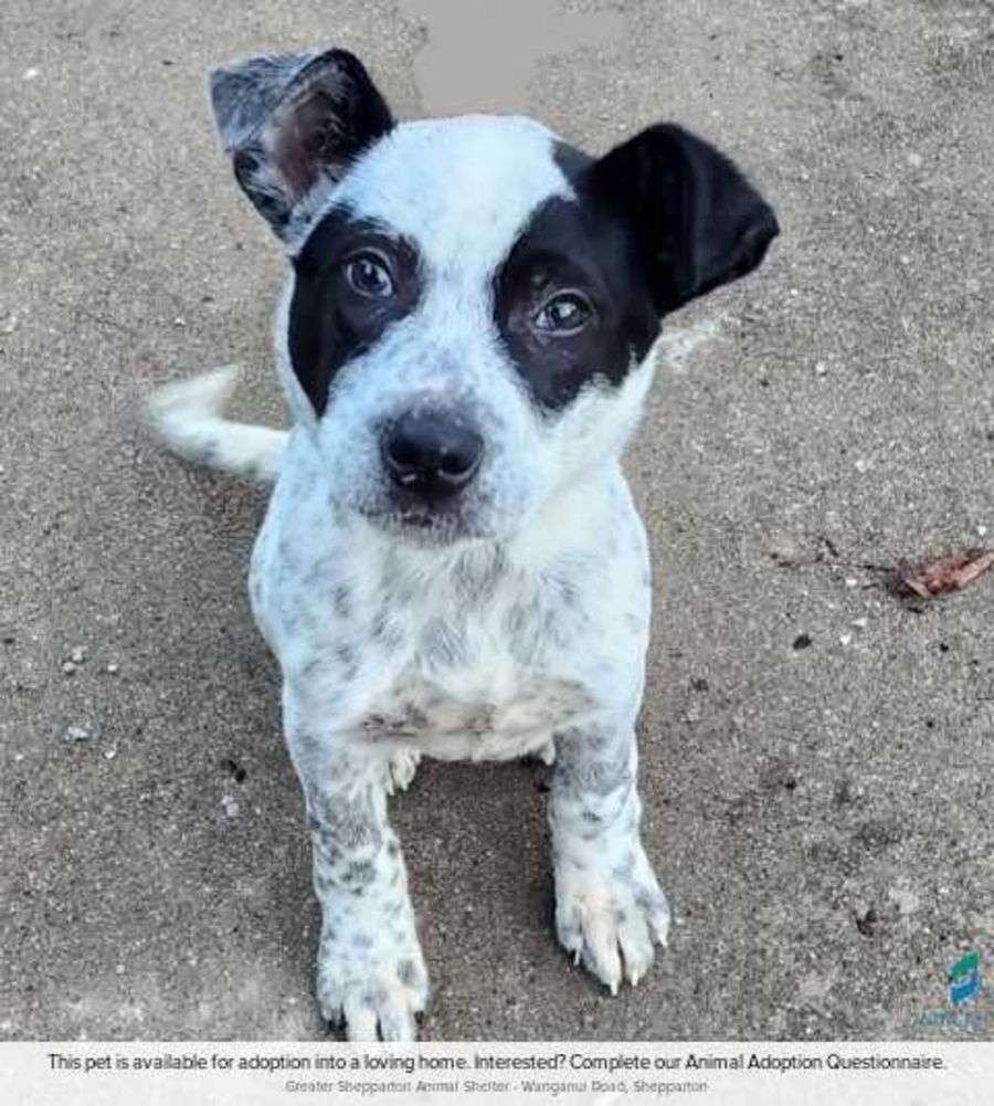 Ghost Medium Male Blue Heeler Mix Dog in VIC PetRescue