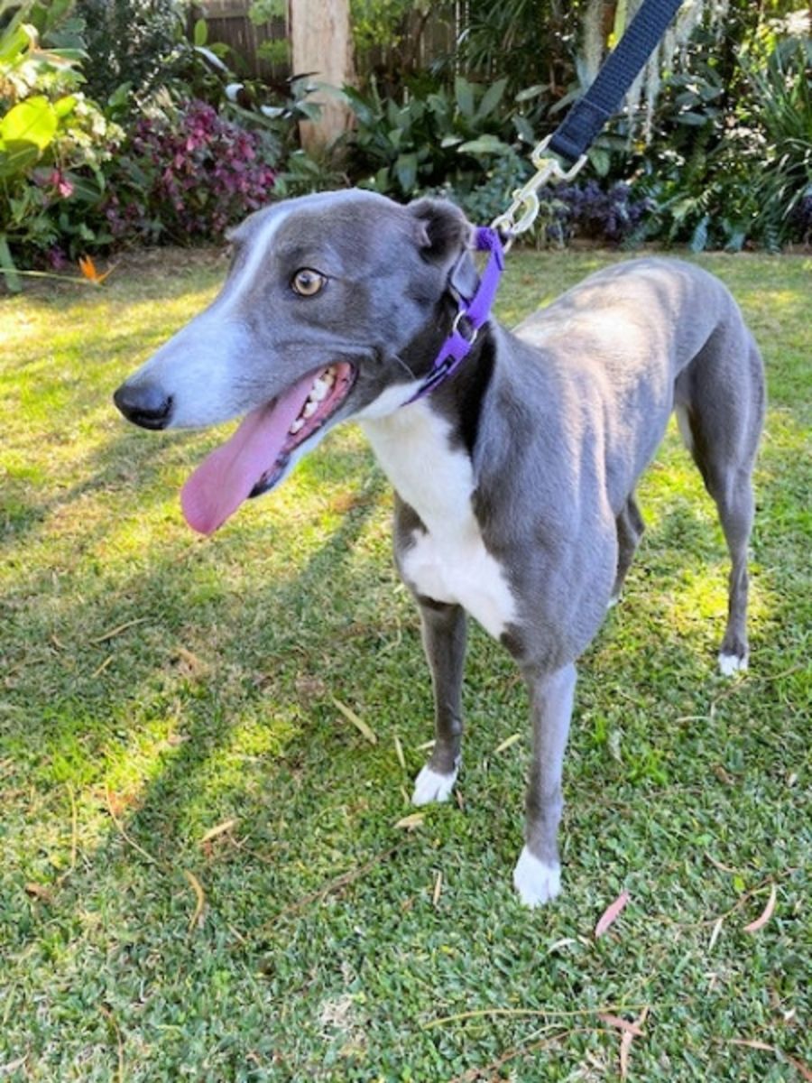 Daisy Large Female Greyhound Dog in NSW PetRescue