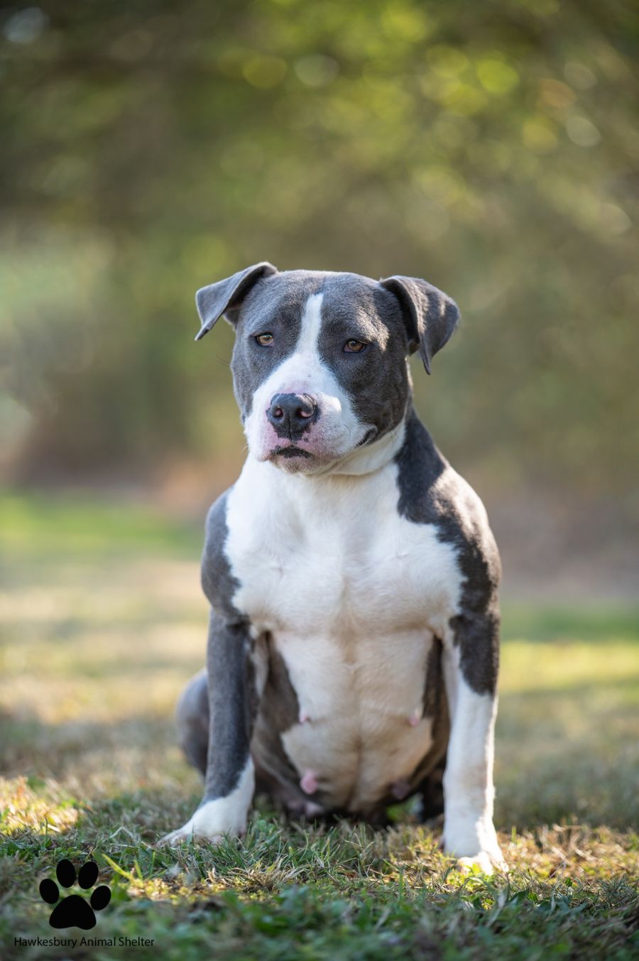 Luna - Large Female Staffy Dog in NSW - PetRescue