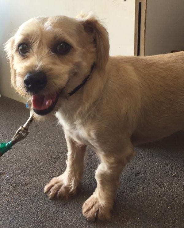 Ziggy - Small Male Cocker Spaniel x Australian Silky Terrier Mix Dog in ...