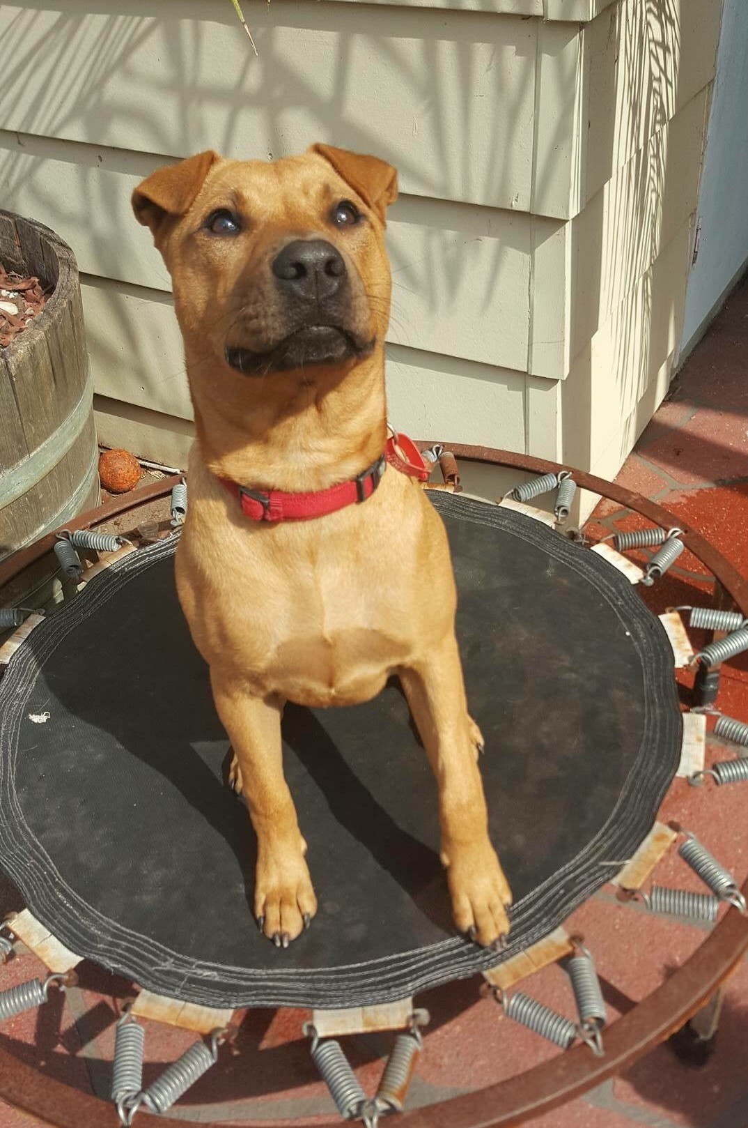 Roxy (Dog/Cat Friendly) - Medium Female Rhodesian Ridgeback x Shar Pei ...