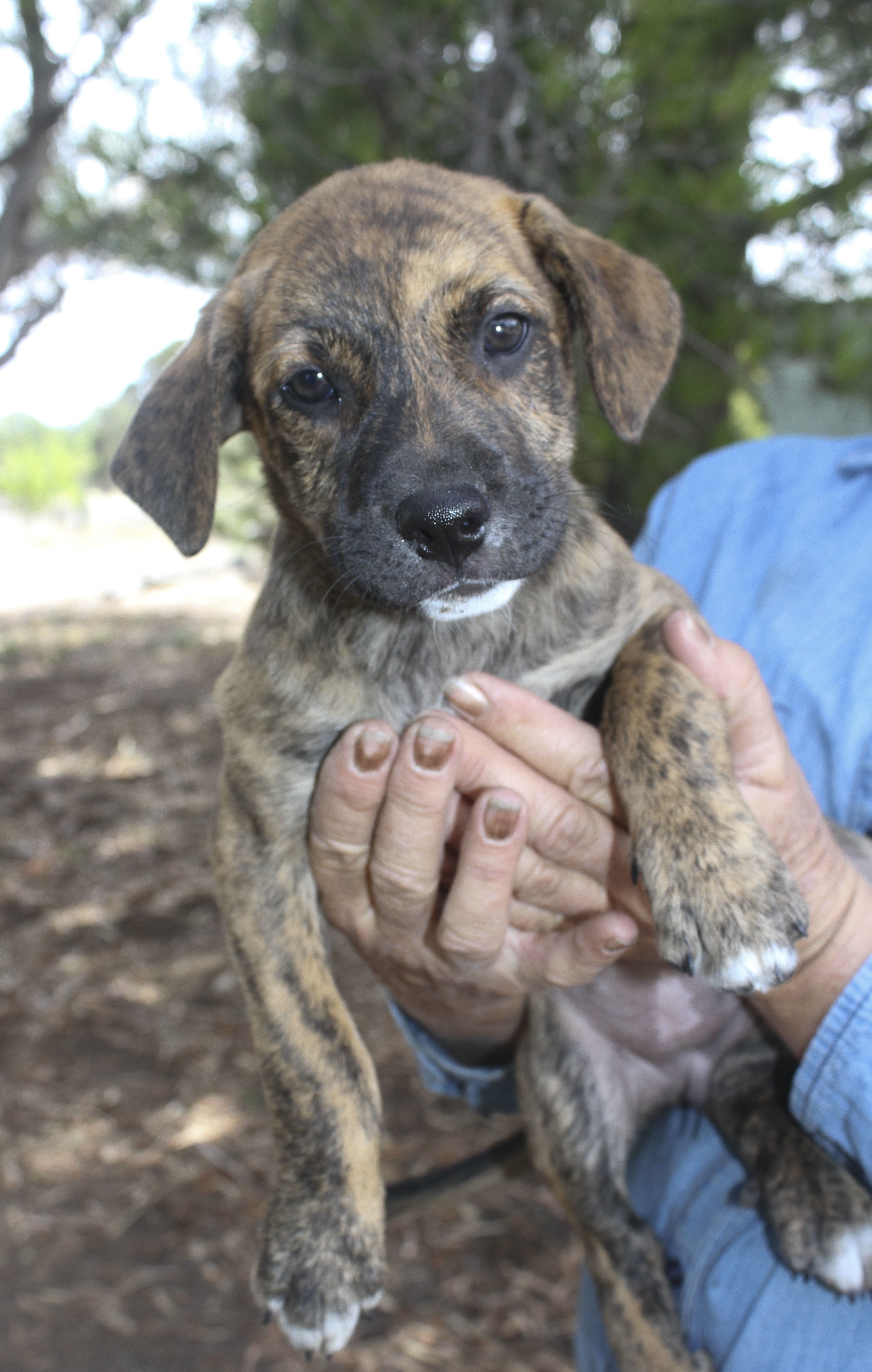 Swirl Medium Female American Staffordshire Terrier x Border Collie x