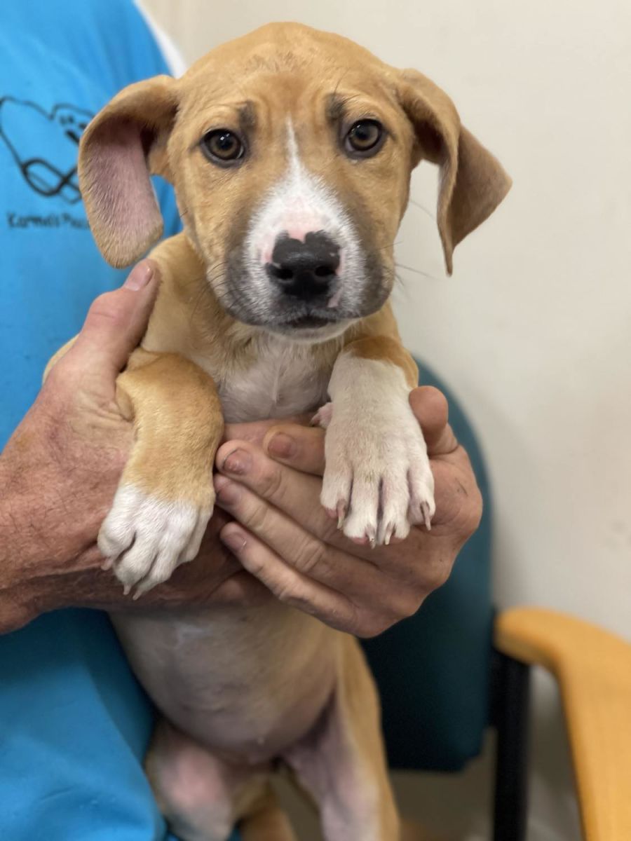 Animal Rescue Rspca South Australia Rspca Cat Adoption Near Me Roy