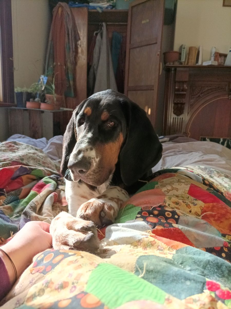 Canberra Behaviour Vet PetRescue