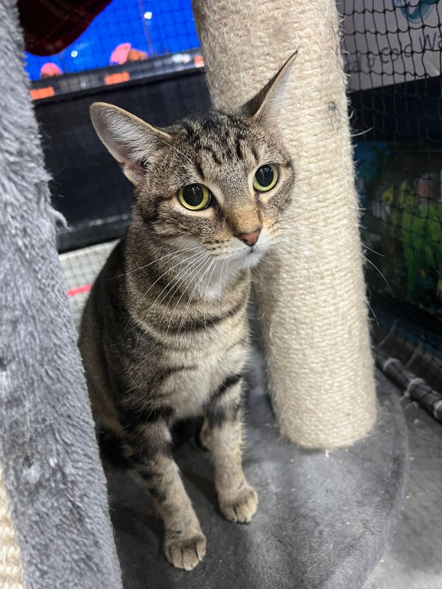 Claws N Paws Rescue PetRescue