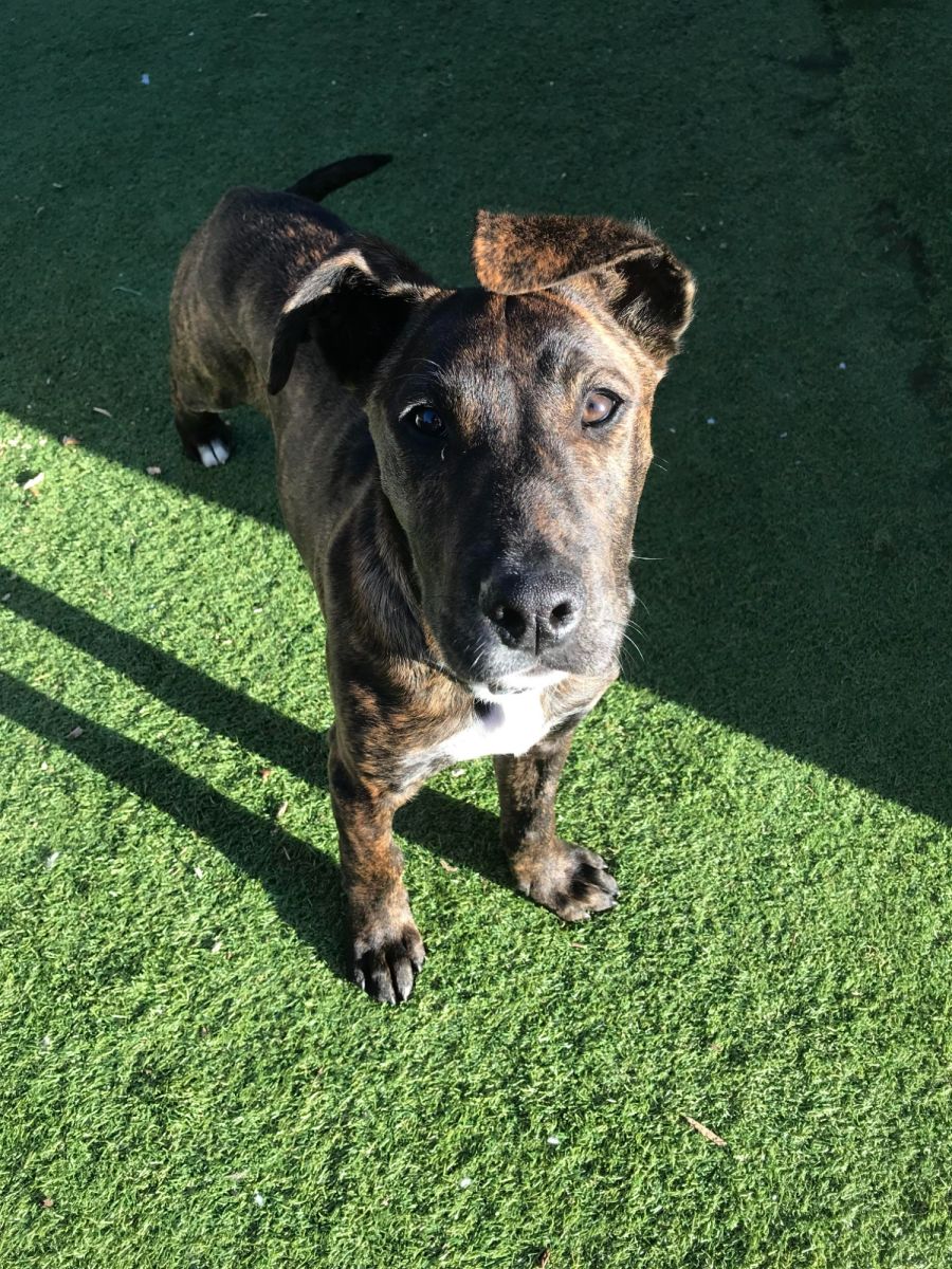 Leo (Leonardo) Medium Male Staffy Mix Dog in ACT PetRescue