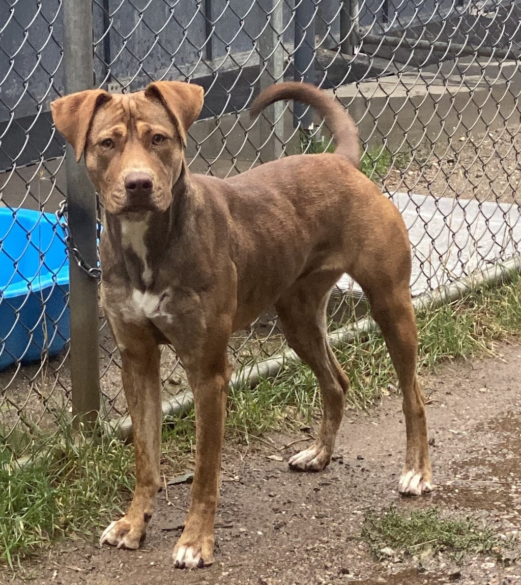 Kallani - Medium Female Boxer Mix Dog in VIC - PetRescue