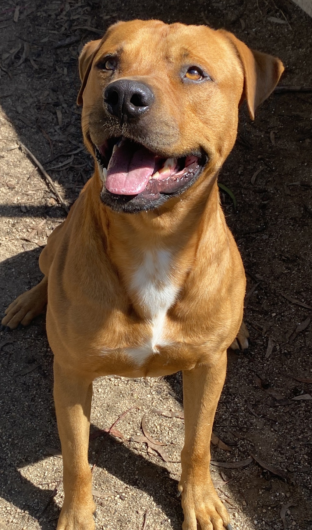 Chase - Medium Male Rottweiler Mix Dog in VIC - PetRescue