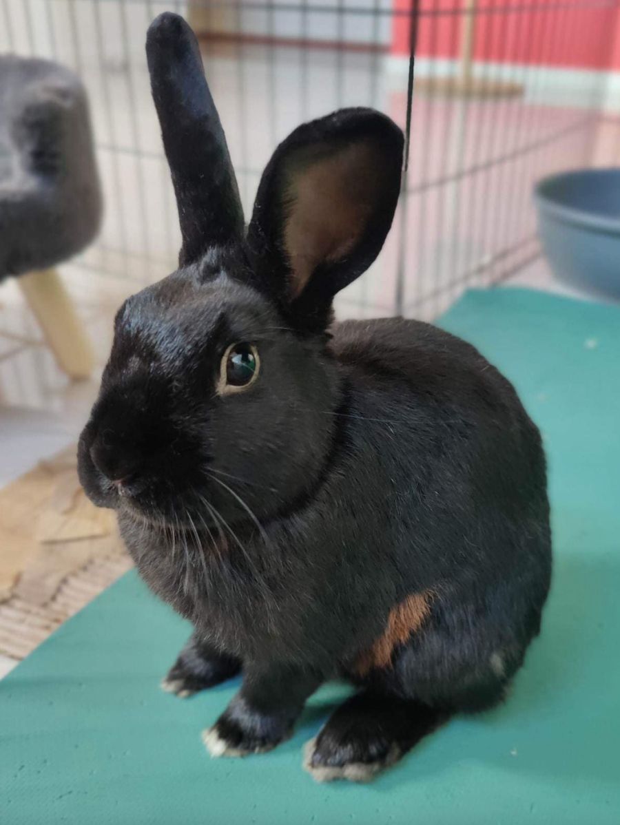 Ignatious (Iggy) - Male Rabbit in VIC - PetRescue