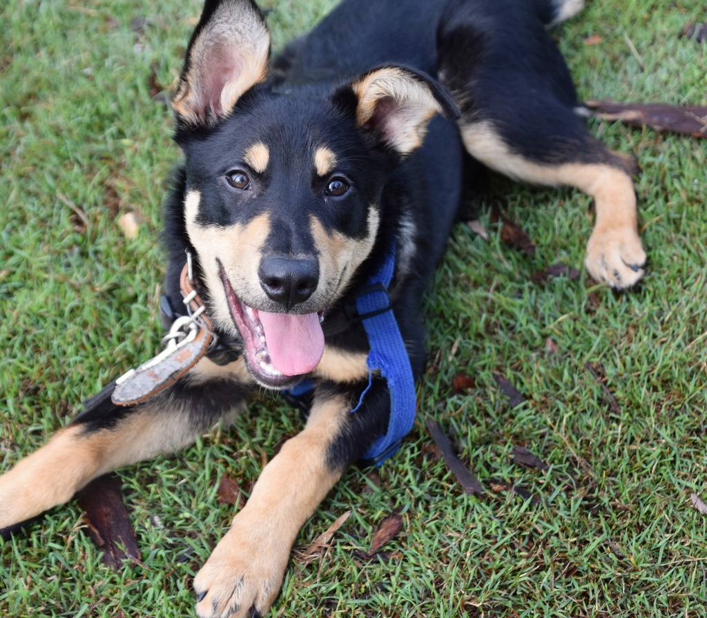 Mojo Large Male German Shepherd x Kelpie Mix Dog in QLD PetRescue