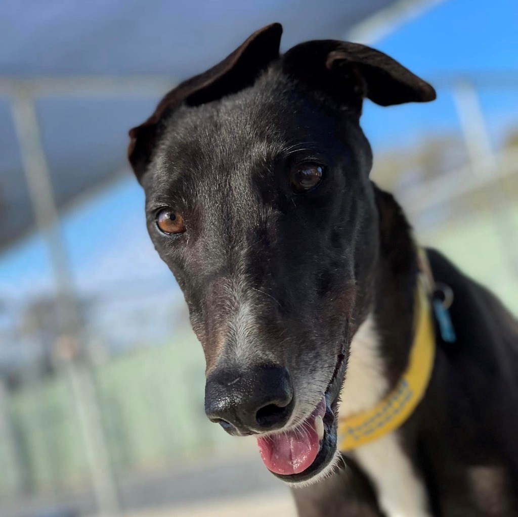 Wordle large female greyhound dog in nsw petrescue