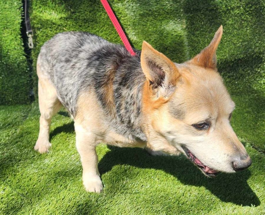 australian cattle dog corgi mix puppy