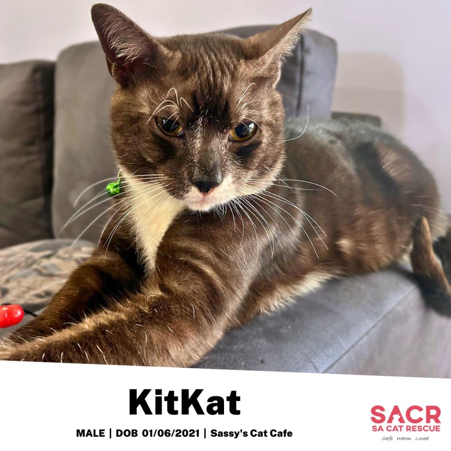 KitKat Male Domestic Short Hair Cat in SA PetRescue