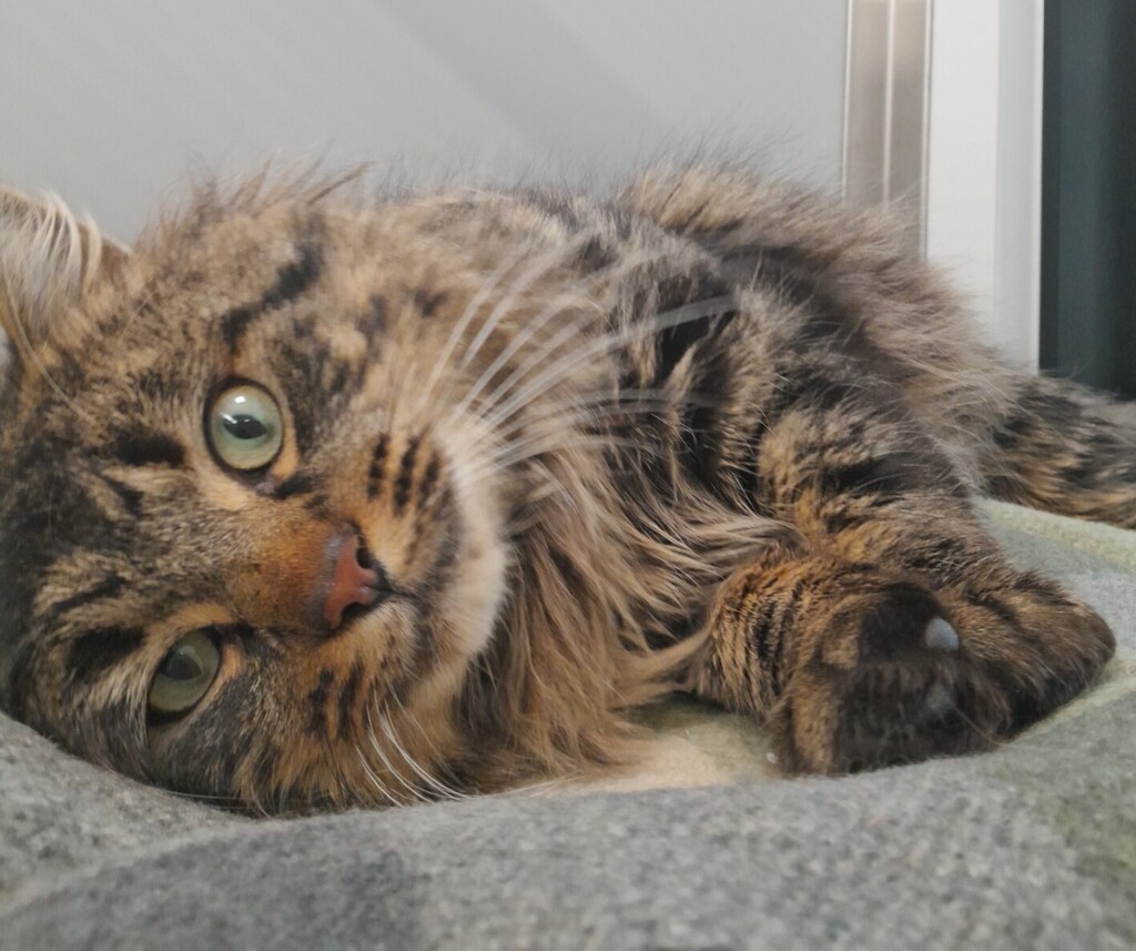 Chewbacca Aka Chewie - Male Domestic Longhair Mix Cat in VIC - PetRescue