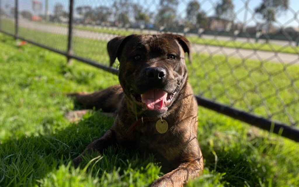 Sarge - Large Male Rottweiler x Staffordshire Bull Terrier Mix Dog in ...