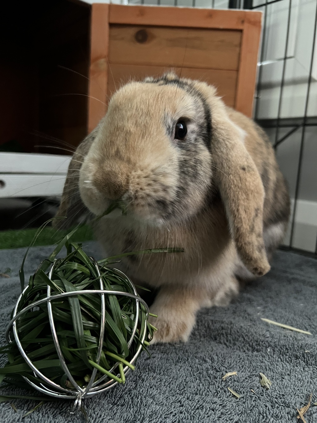 Goldilocks - Female Lop Eared Mix Rabbit in NSW - PetRescue
