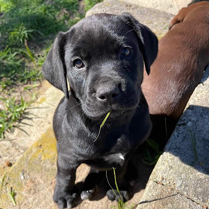 Olivia Medium Female Labrador x Mastiff Mix Dog in WA PetRescue