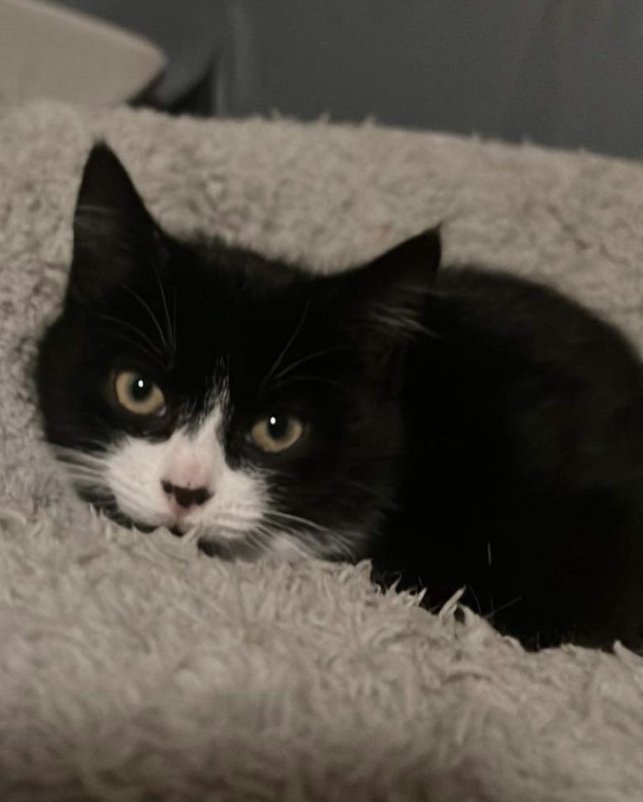 Lola meet me Hastings petstock Female Domestic Short Hair Cat in VIC