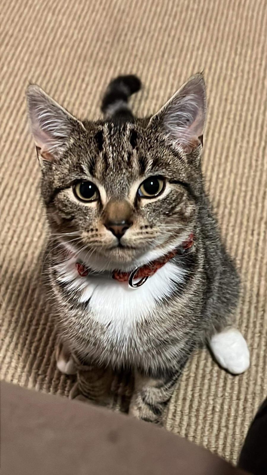 Kath meet me at Hastings petstock Female Domestic Short Hair Cat in