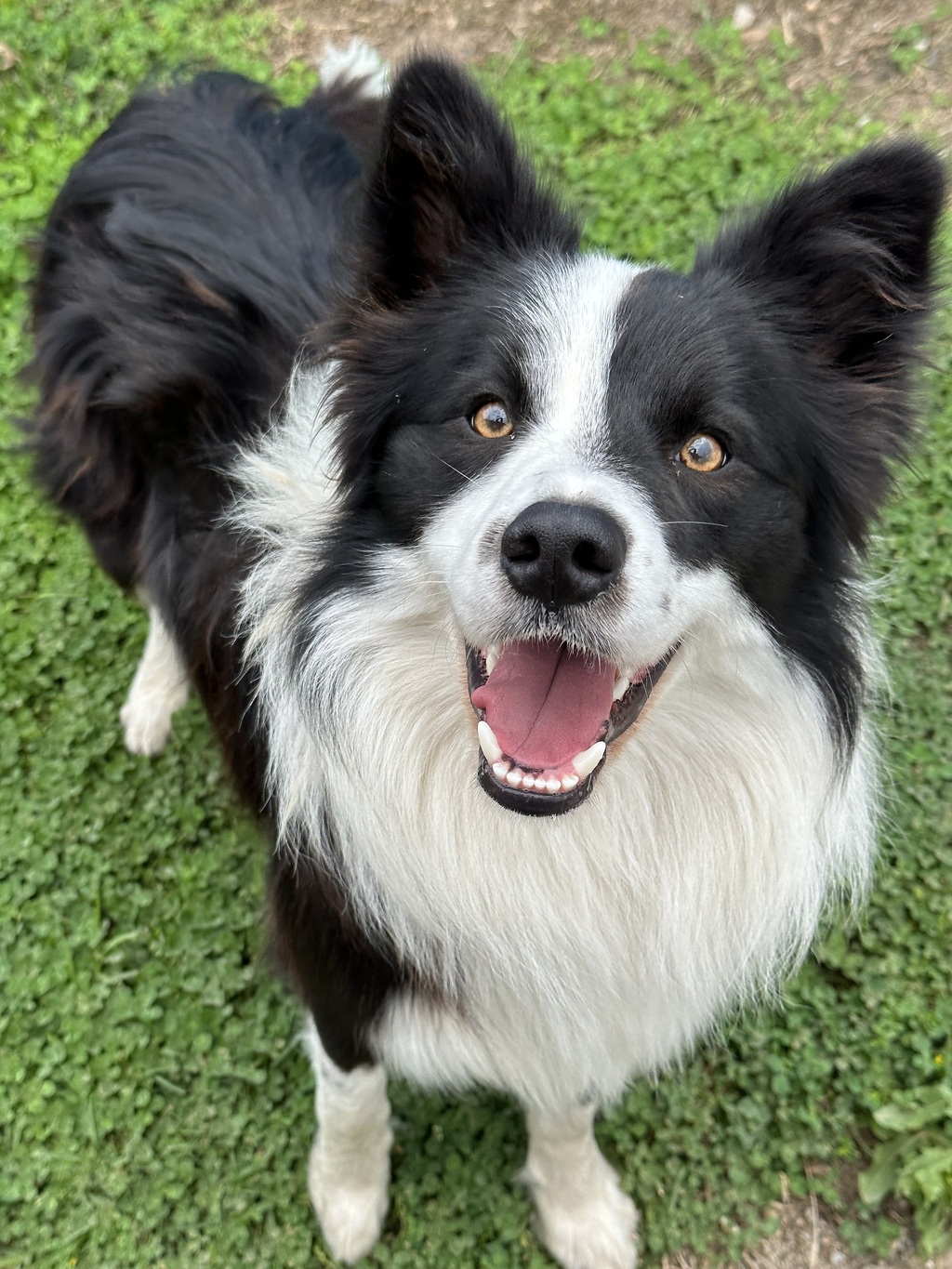 Jimmy - Medium Male Border Collie Mix Dog in QLD - PetRescue