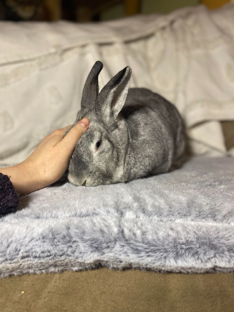 Finnigan meet me Petstock Mornington central Male Flemish Giant Mix