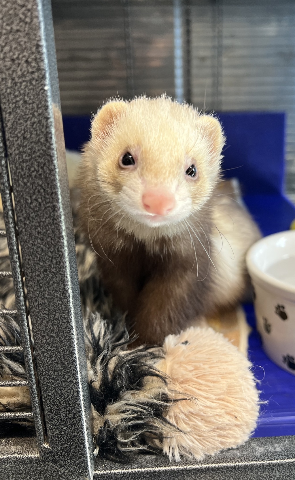 Bailey - Female Ferret Ferret in ACT - PetRescue