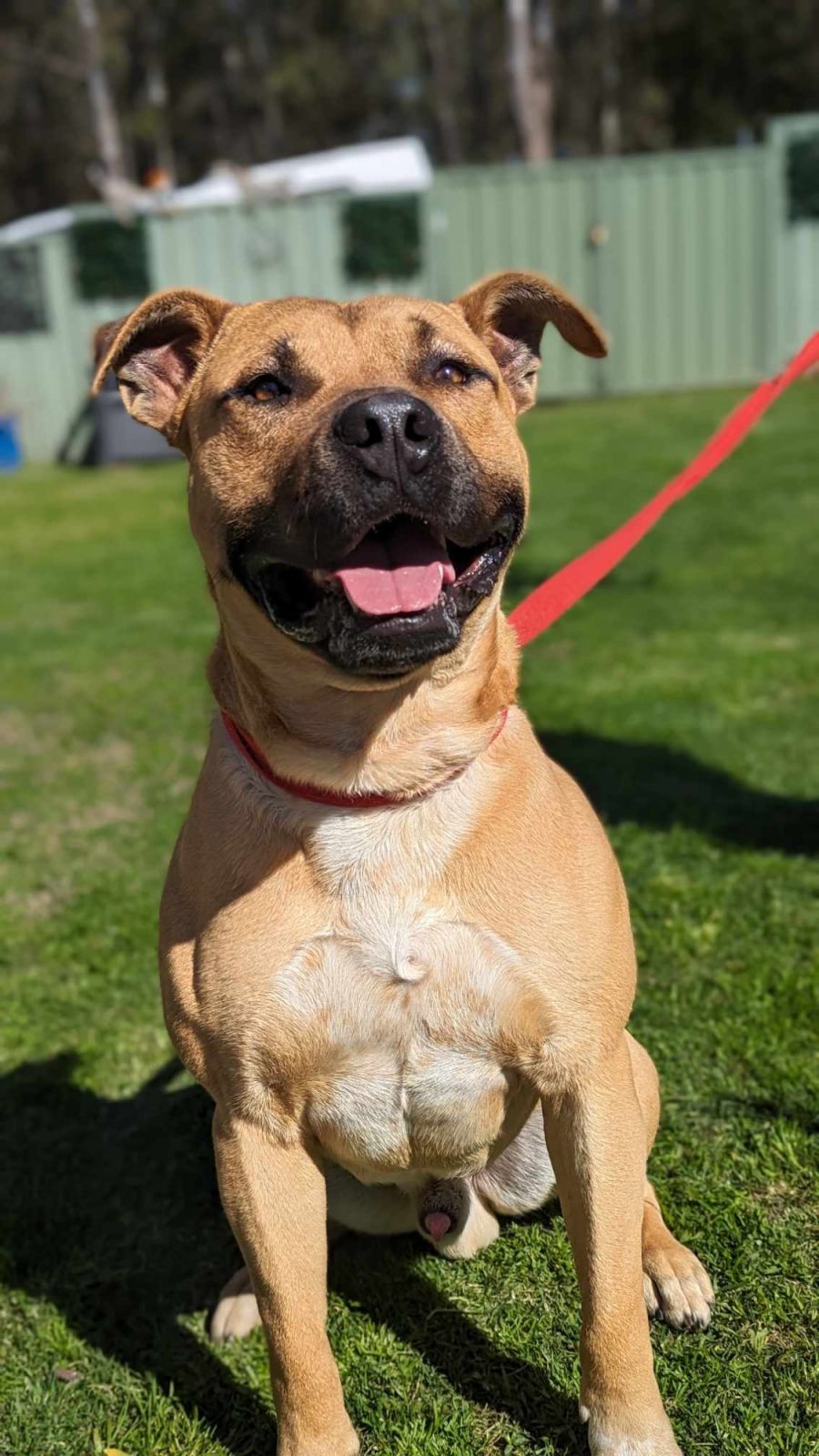 Hogan Large Male Staffy x Mastiff Dog in NSW PetRescue
