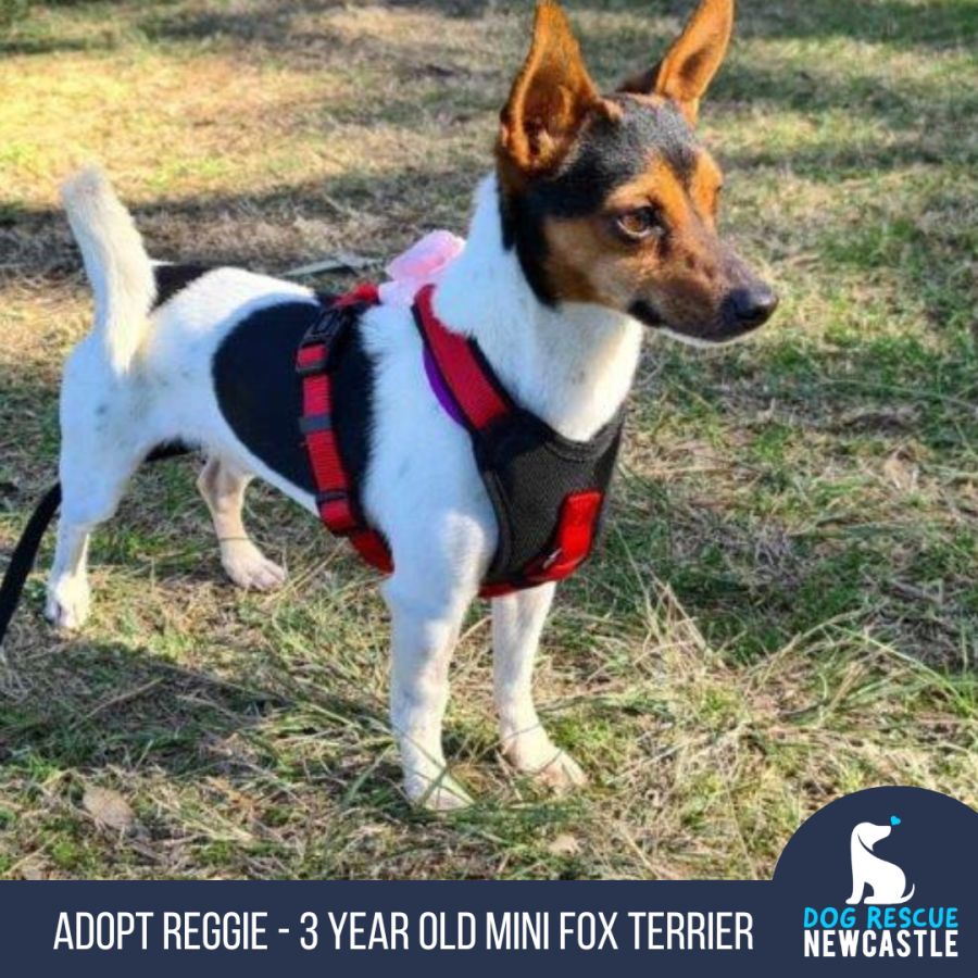Reggie 3 Year Old Mini Foxy Trial Small Male Miniature Fox Terrier Dog in NSW PetRescue