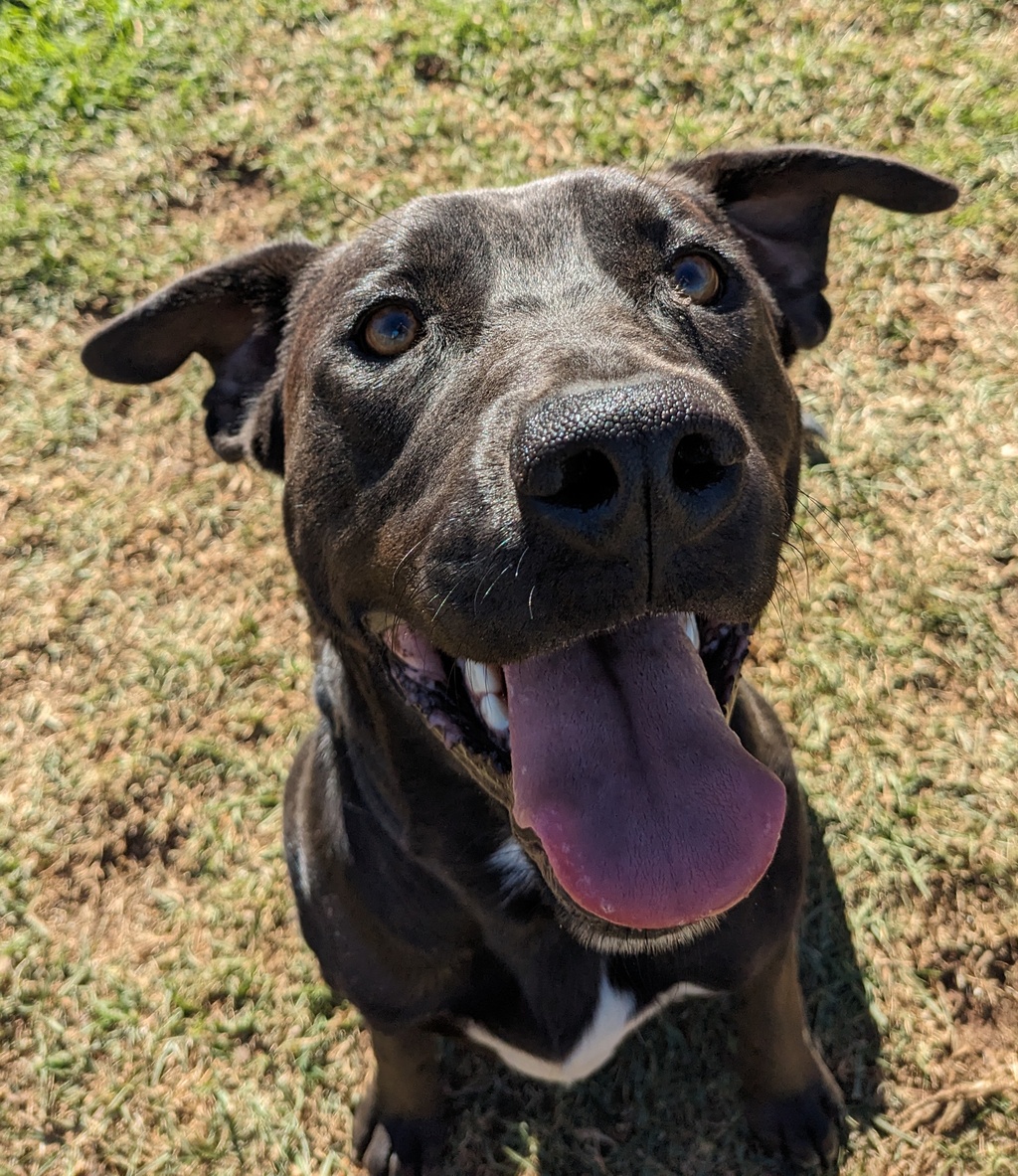Baloo Large Male Bull Arab x Kelpie Mix Dog in QLD PetRescue