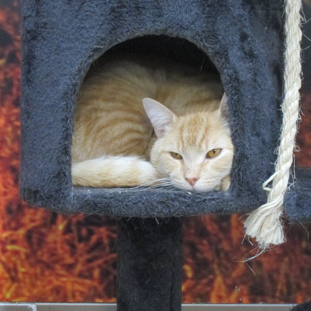 RSPCA Rockhampton World for Pets PetRescue