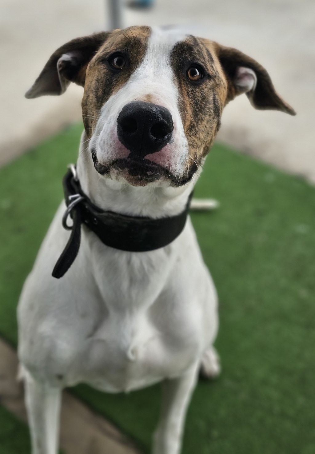 Summer Large Female Bull Arab x Irish Wolfhound Mix Dog in VIC PetRescue