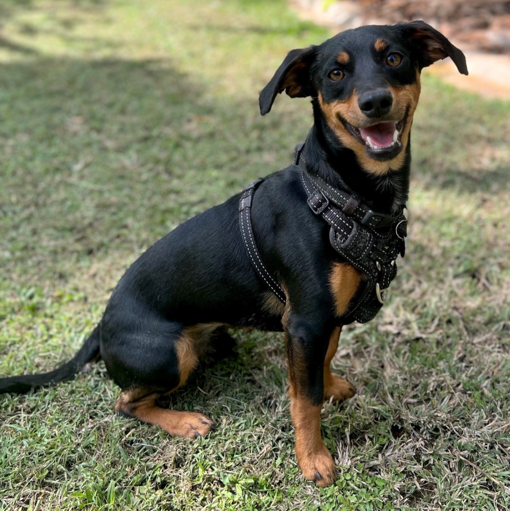 Tucker - Small Male Mixed Breed Dog in WA - PetRescue