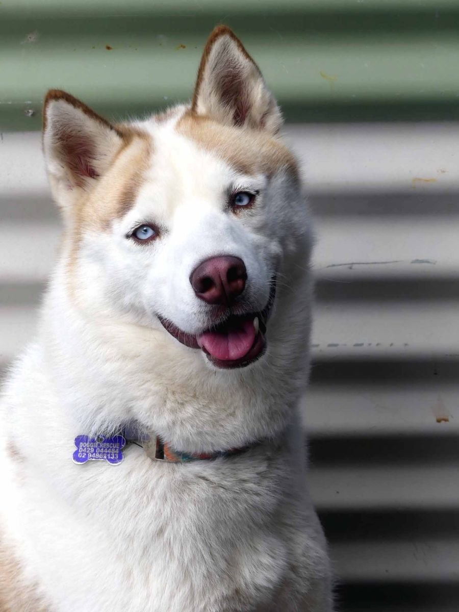Free spirit husky best sale rescue
