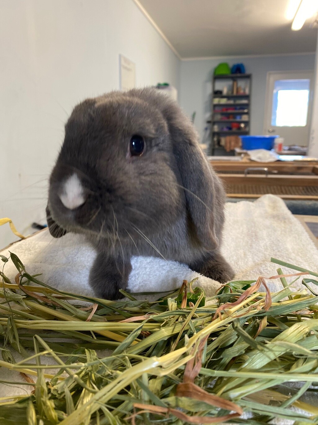 Dennis Hopper - Male Dsh Mix Rabbit in WA - PetRescue