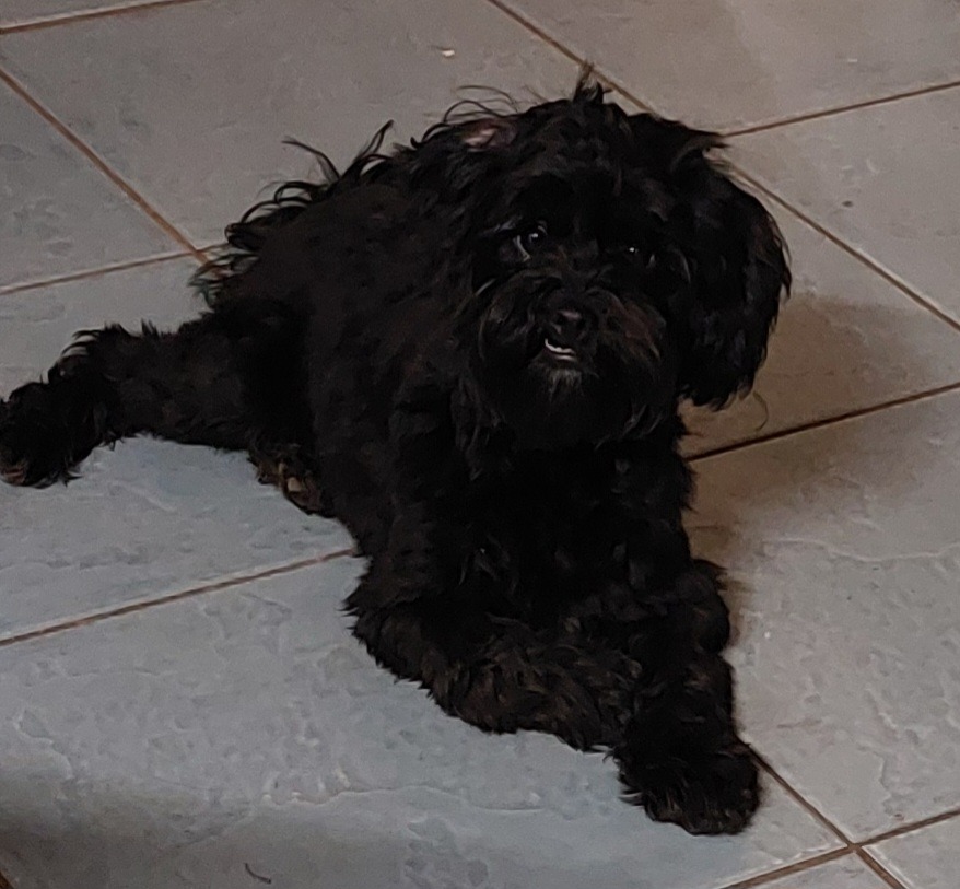 Lhasa apso poodle mix black sales
