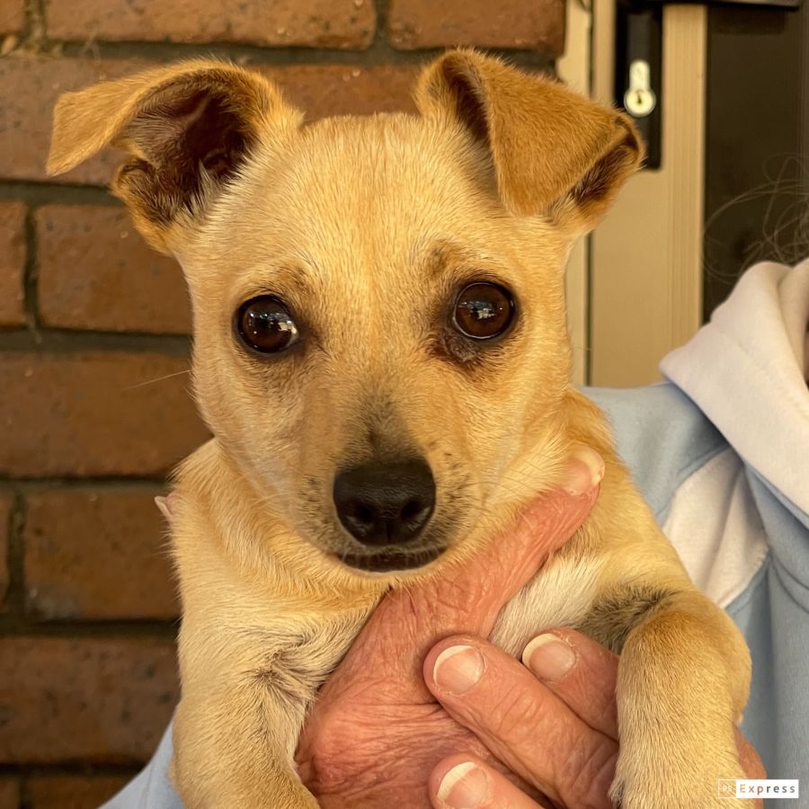 Stanley - 1 Year Old Chihuahua x Foxy (Trial) - Small Male Chihuahua Dog in  NSW - PetRescue