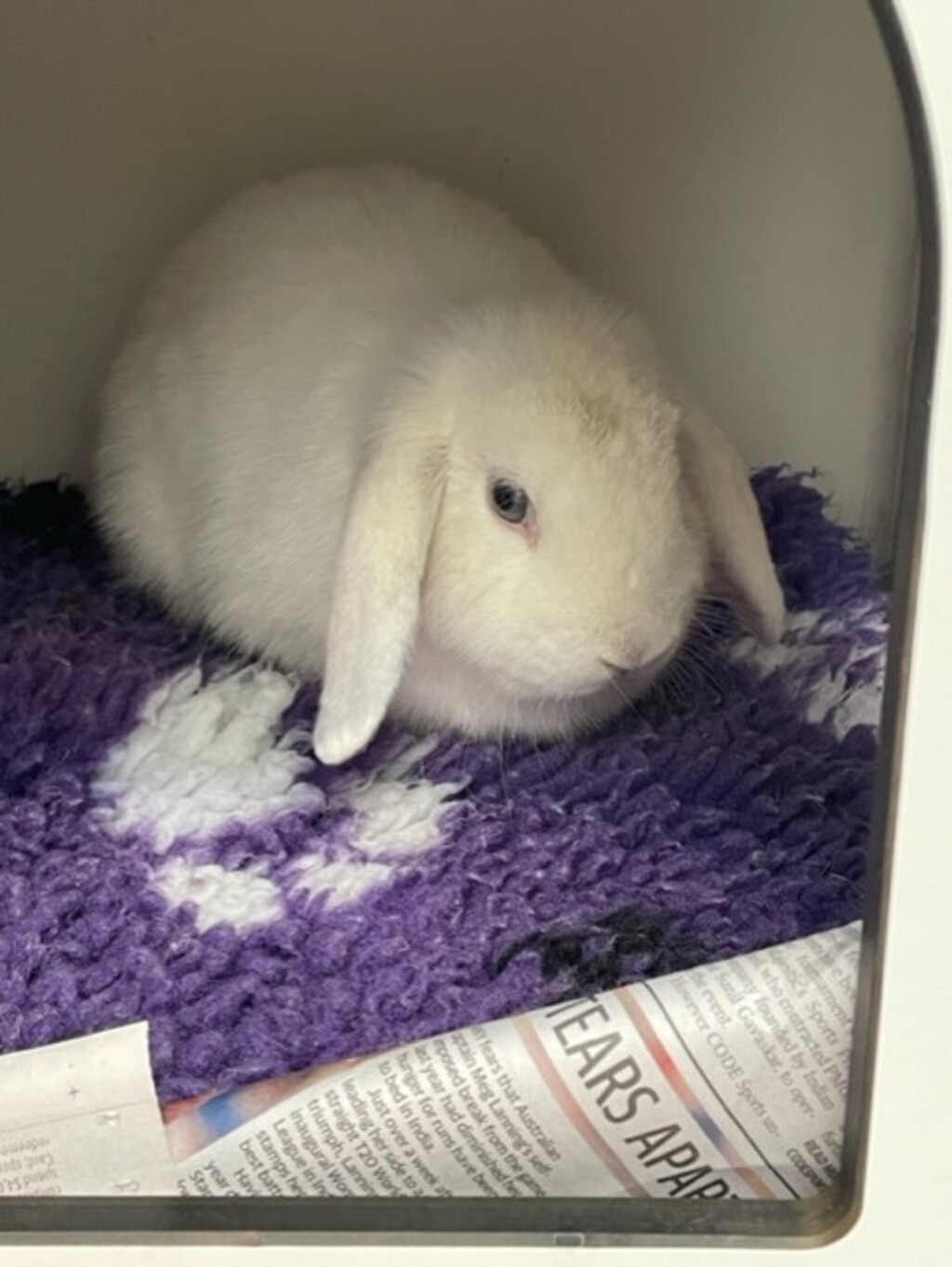 Livi - Female Mini Lop Rabbit in VIC - PetRescue