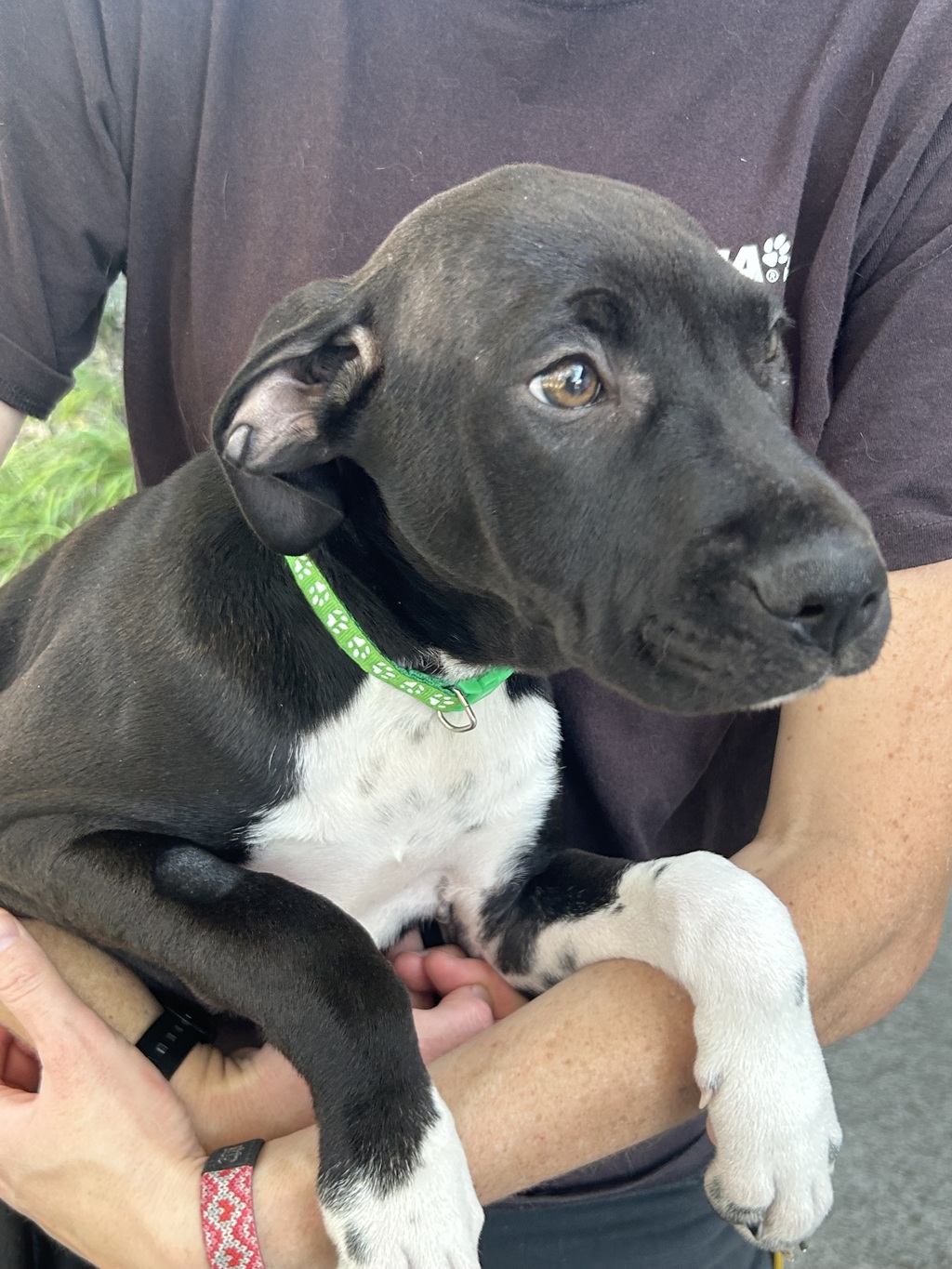 wanda-large-female-irish-wolfhound-x-english-mastiff-mix-dog-in-qld