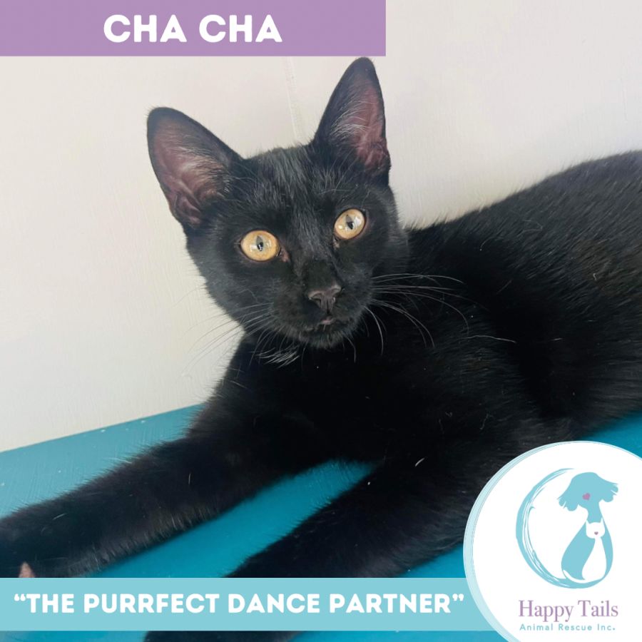 Cha cha Female Domestic Short Hair Cat in QLD PetRescue