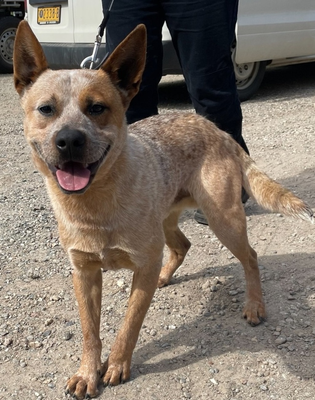 Cappy - Medium Male Australian Cattledog Mix Dog in VIC - PetRescue