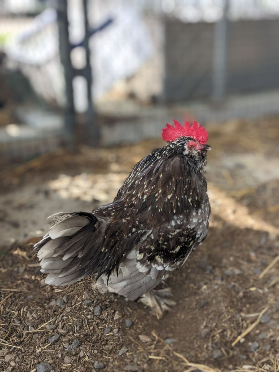 Mornington Peninsula Community Animal Shelter PetRescue