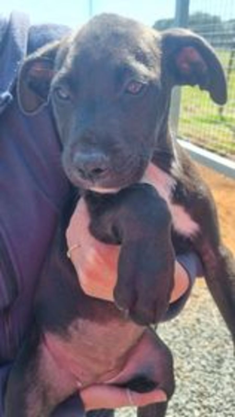 Anya Medium Female Labrador Mix Dog in NSW PetRescue