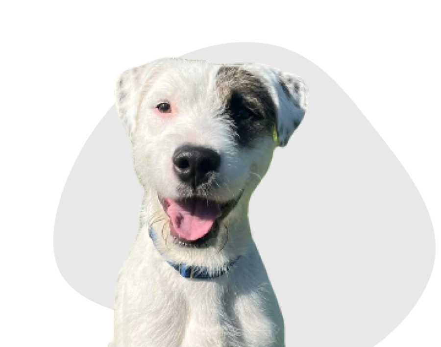 Resources for shelters, animal management facilities and rescue