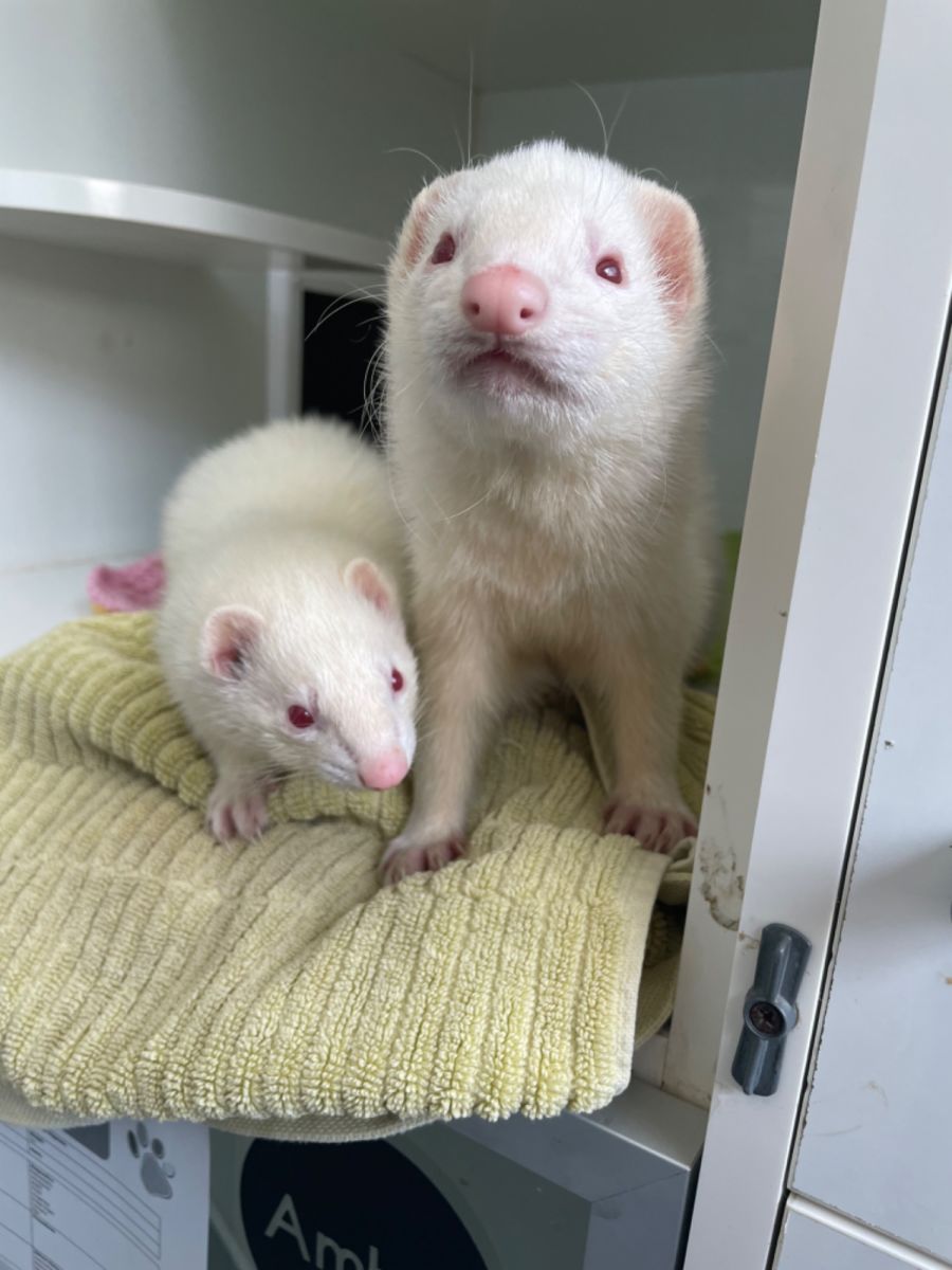 Bonnie & Clyde Male Ferret in NSW PetRescue