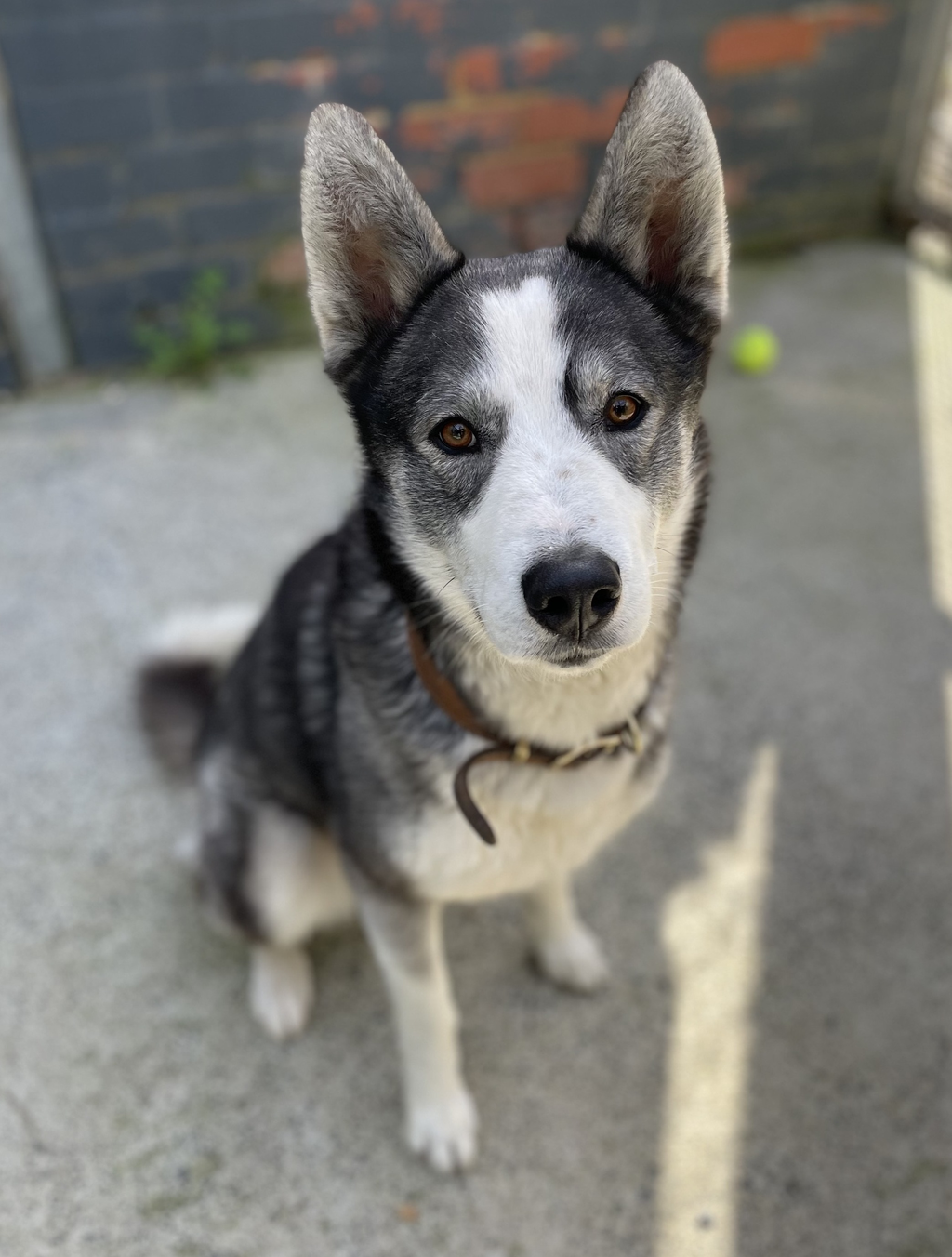 Maremma cross husky discount