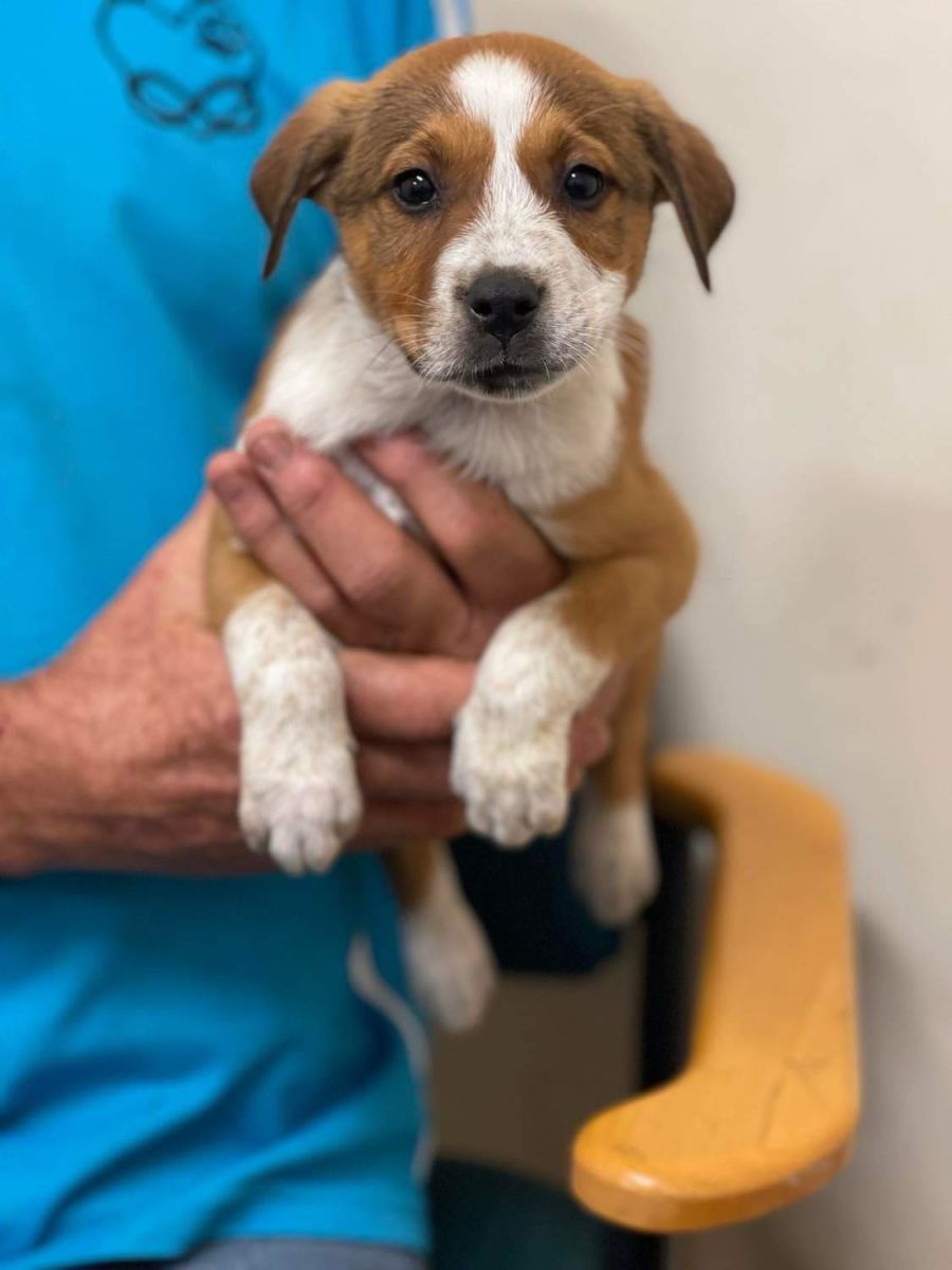 Animal Rescue Rspca South Australia Rspca Cat Adoption Near Me