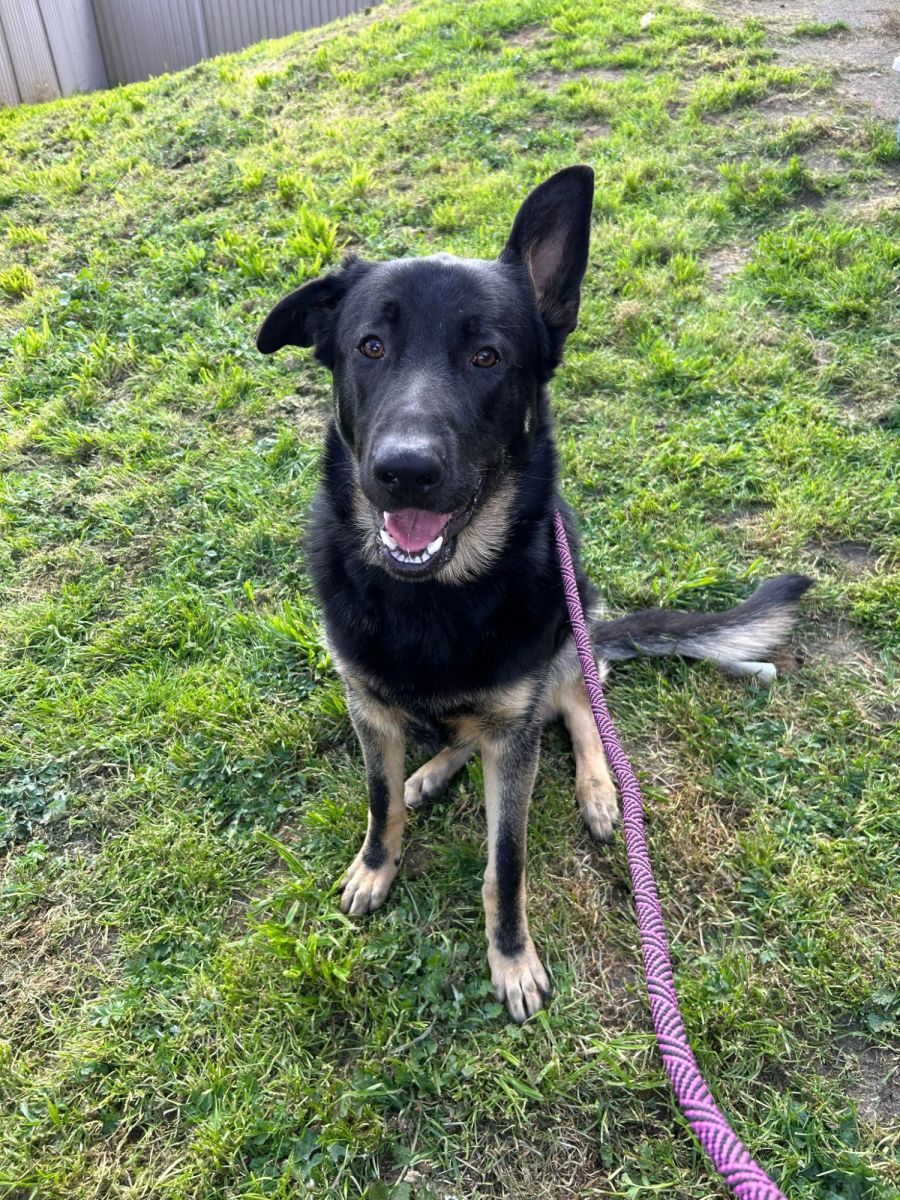 Milo - Large Male German Shepherd Mix Dog in VIC - PetRescue