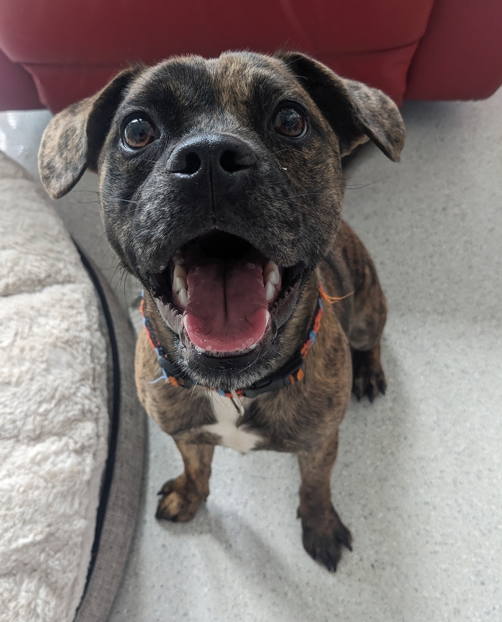 Frogg Small Male French Bulldog x Jack Russell Terrier Mix Dog in QLD PetRescue